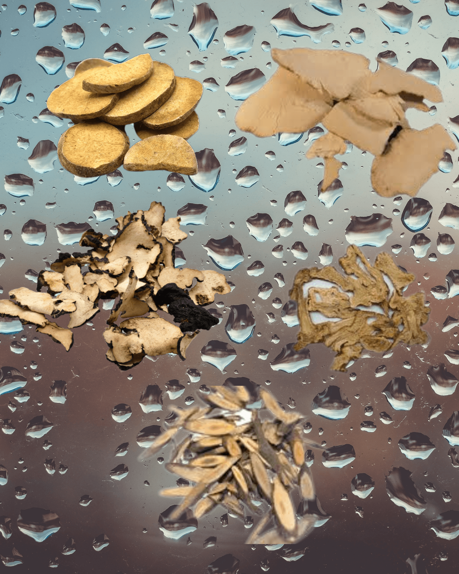 Various Chinese herbs float on a backround of water drops to illustrate the TCM herbal formula Wu Ling san for damp-heat.