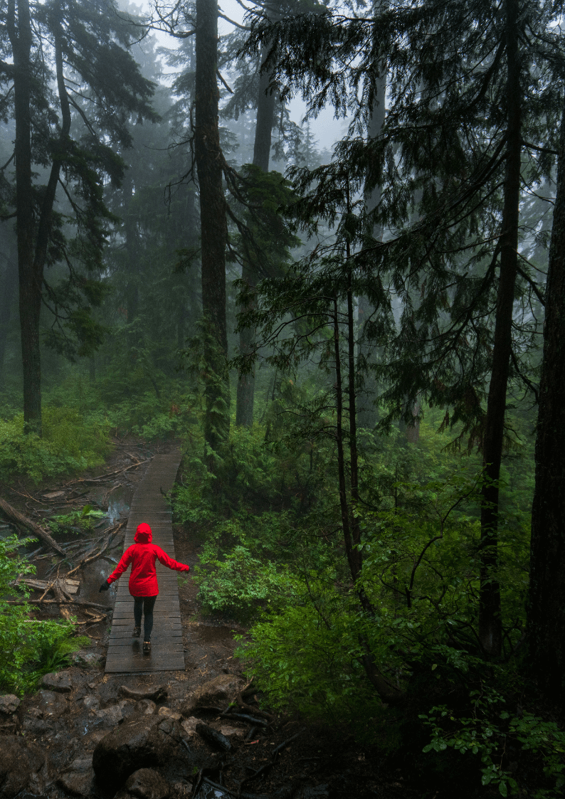 Person from afar, wearing a red raincoat and walking in a wet evergreen rainforest to Illustrate Finding Light in the Dark: How Acupuncture Can Help with Seasonal Affective Disorder (SAD)